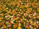 The colours of fall