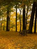 The colours of fall