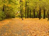 The colours of fall