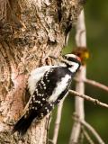 Woodpecker