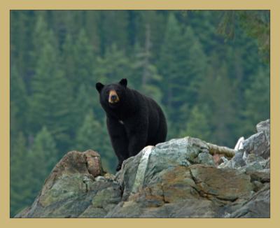 Bute Bear