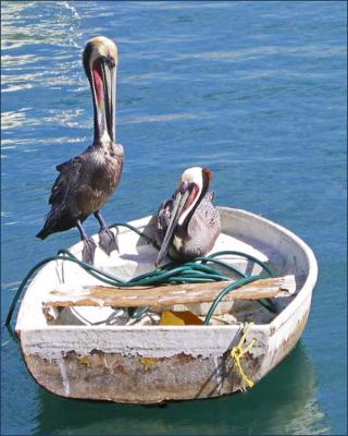 Pelicans at Cabo