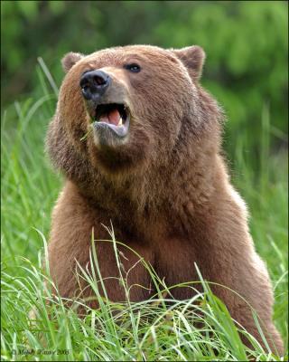 Grizzly at Khutzeymateen