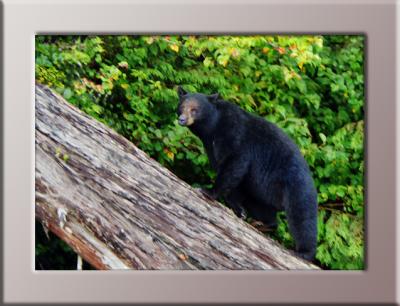 Black Bear
