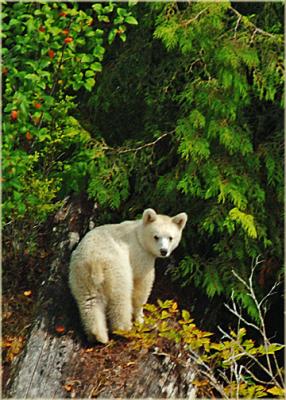 Spirit Bear cub