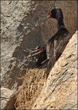 Nesting Cormorants