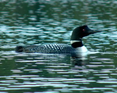 2005_0710_loon