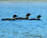 2005_0702_loons