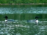 2005_0710_loons