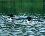 2005_0710_loons