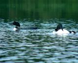 2005_0710_loons