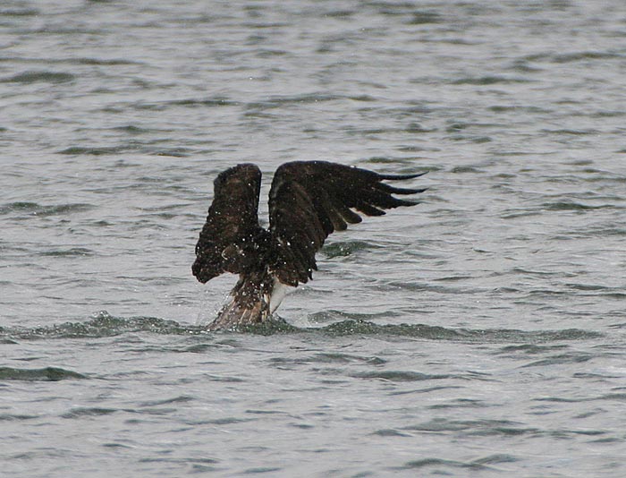 Osprey