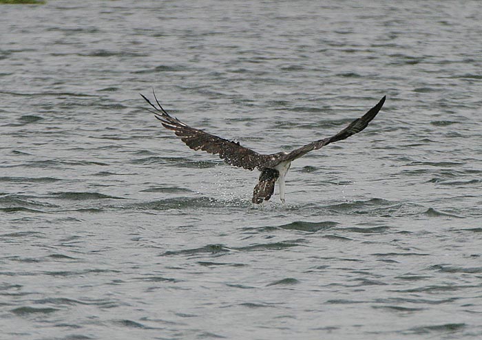 Osprey