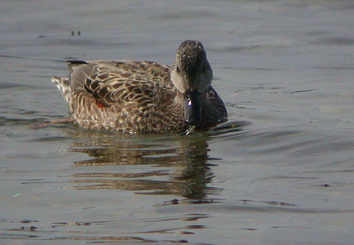 Gadwall