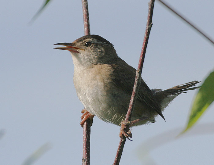 Marsh Wren