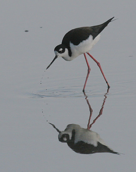 Black-necked Stilt