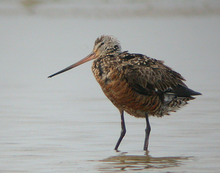Hudsonian Godwit
