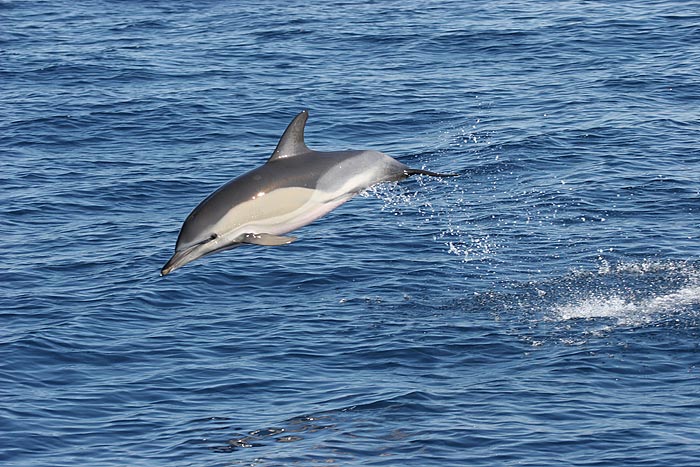 Short-beaked Common Dolphin