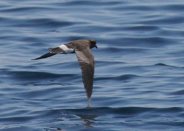 Band-rumped Storm-Petrel