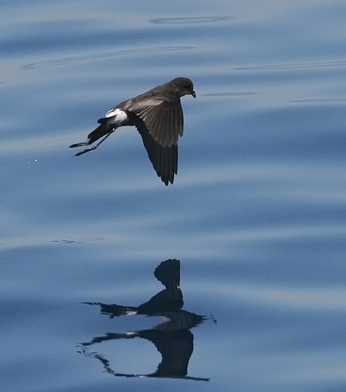 Wilsons Storm-Petrel