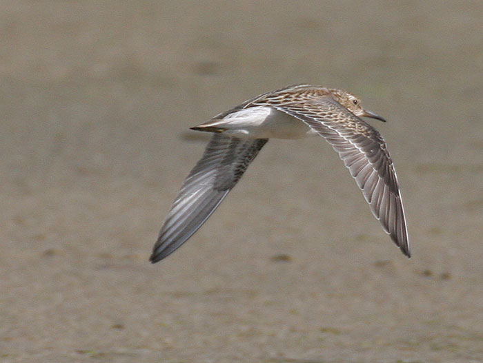 Pectoral Sandpiper