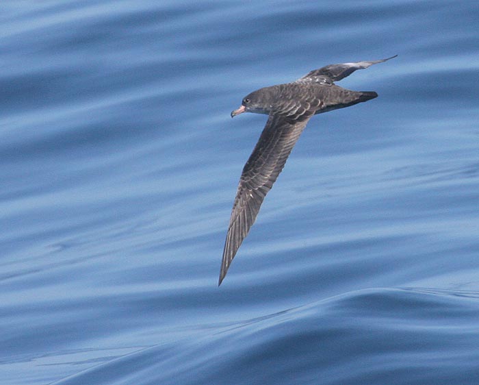 Pink-footed Shearwater