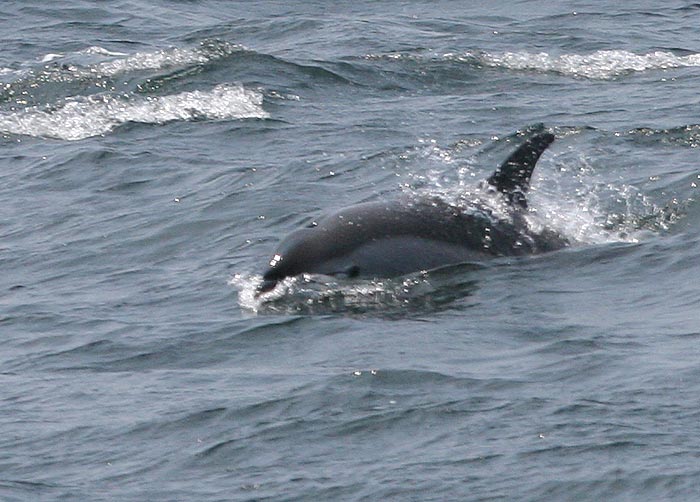 Atlantic White-sided Dolphin