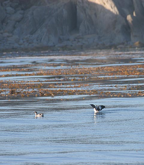 Pigeon Guillemot