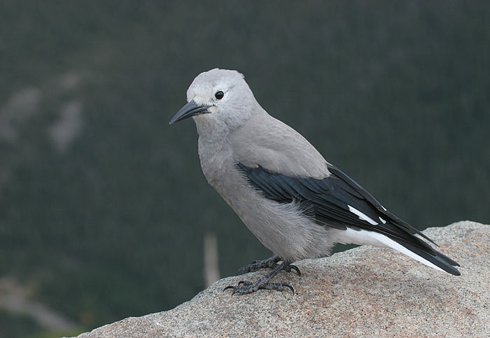 Clarks Nutcracker