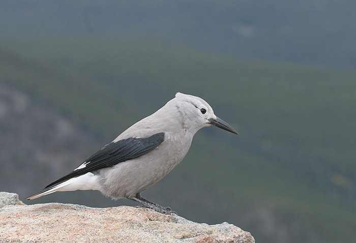 Clarks Nutcracker