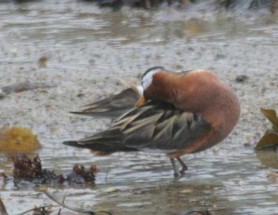 Red Phalarope