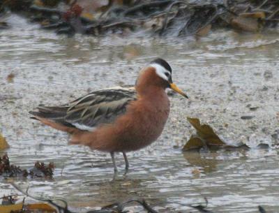 Red Phalarope