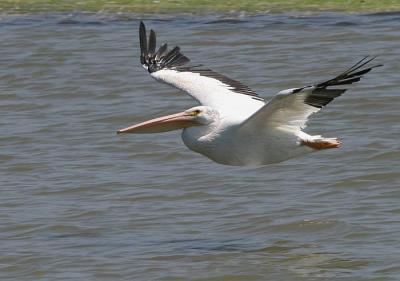 American White Pelican