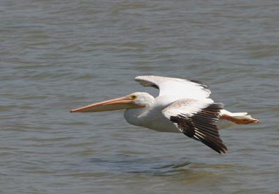 American White Pelican