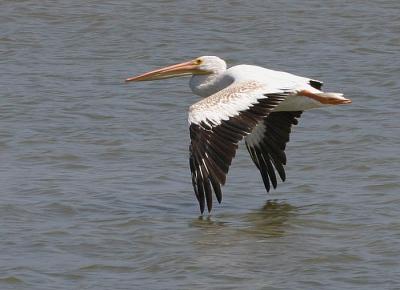 American White Pelican