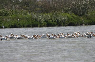 American White Pelican