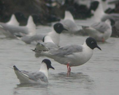 v3/58/287858/3/44538518.050430BonapartesGull0340.jpg