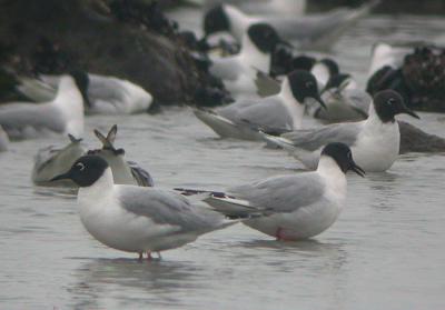 v3/58/287858/3/44538519.050430BonapartesGull0341.jpg
