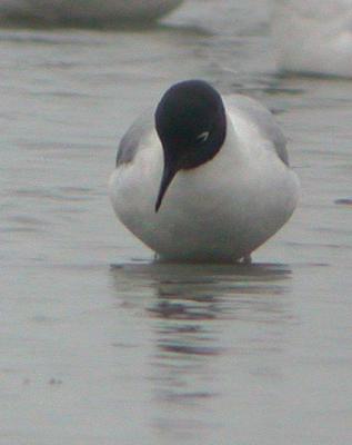 v3/58/287858/3/44538520.050430BonapartesGull0342.jpg