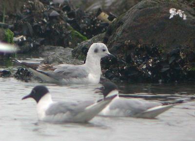 v3/58/287858/3/44538522.050430BonapartesGull0350.jpg