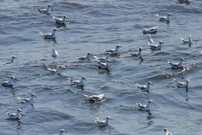 v3/58/287858/3/44538524.030907BonapartesGull5675.jpg