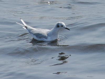 v3/58/287858/3/44538525.030907BonapartesGull5676.jpg