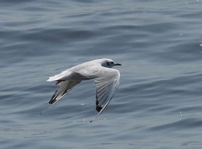 v3/58/287858/3/44538527.030907BonapartesGull5682.jpg