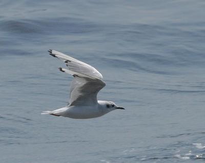 v3/58/287858/3/44538528.030907BonapartesGull5683.jpg