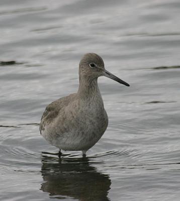 Willet (Western)