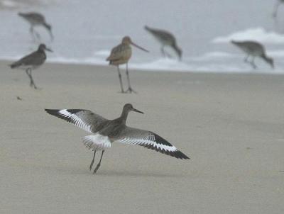 Willet (Western)