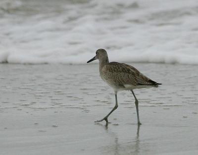 Willet (Western)