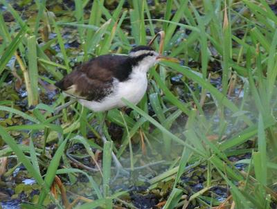 Wattled Jacana