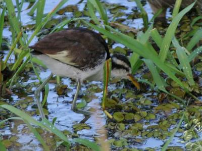 Wattled Jacana