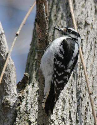 v3/58/287858/3/44769878.050409DownyWoodpecker5614.jpg